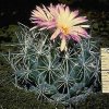 Coryphantha_ramillosa